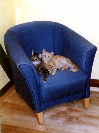 katzen.jpg